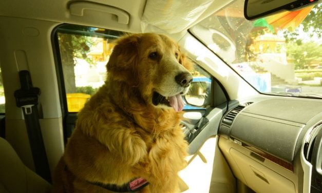 Breaking a Car Window to Rescue a Furry Friend is Legal in Florida
