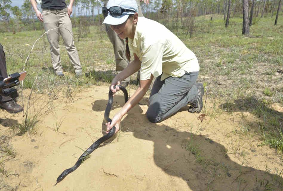 Fifteen of America’s Longest Snakes Released in Year Three of the North Florida Recovery Effort
