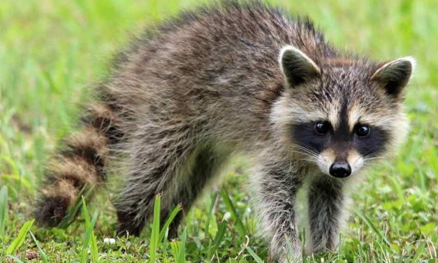Raccoon Tests Positive for Rabies, Health Officials Issue Rabies Alert