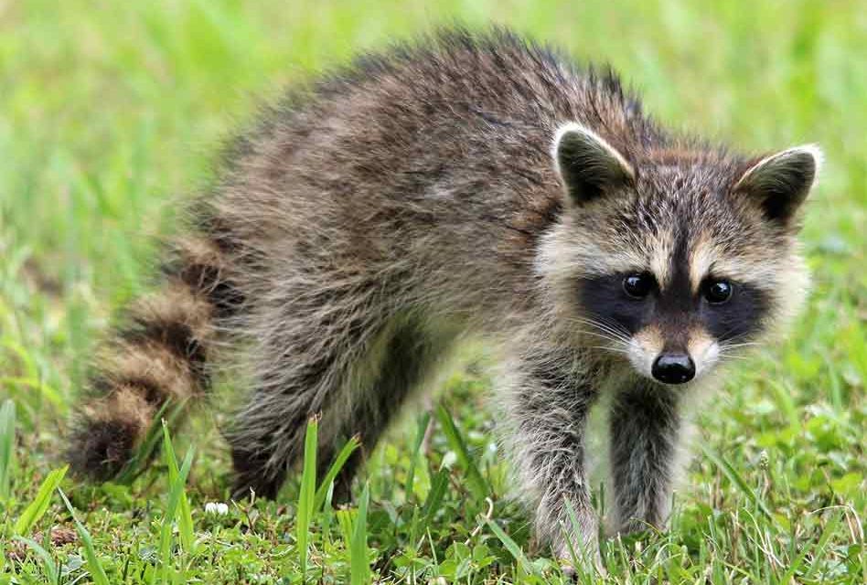 Raccoon Tests Positive for Rabies, Health Officials Issue Rabies Alert