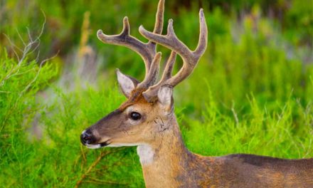 Attention Florida Deer Hunters! The FWC Now Requires a Hunting Report Harvest Log