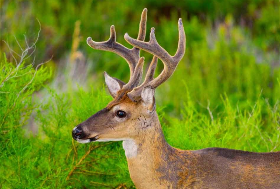 Attention Florida Deer Hunters! The FWC Now Requires a Hunting Report Harvest Log