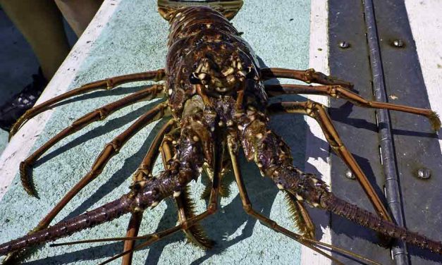 Commercial Spiny Lobster Trap Soak Begins in Florida and Federal Waters