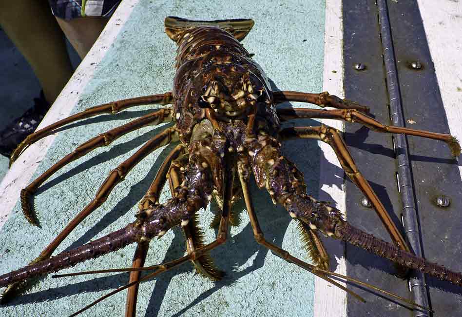 Commercial Spiny Lobster Trap Soak Begins in Florida and Federal Waters