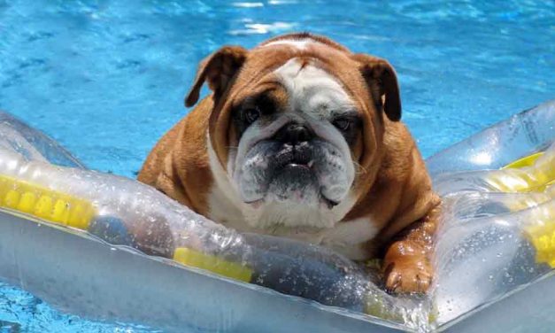 Summer Swimming Pool Care Tips for Dog Owners from Pinch a Penny Pools