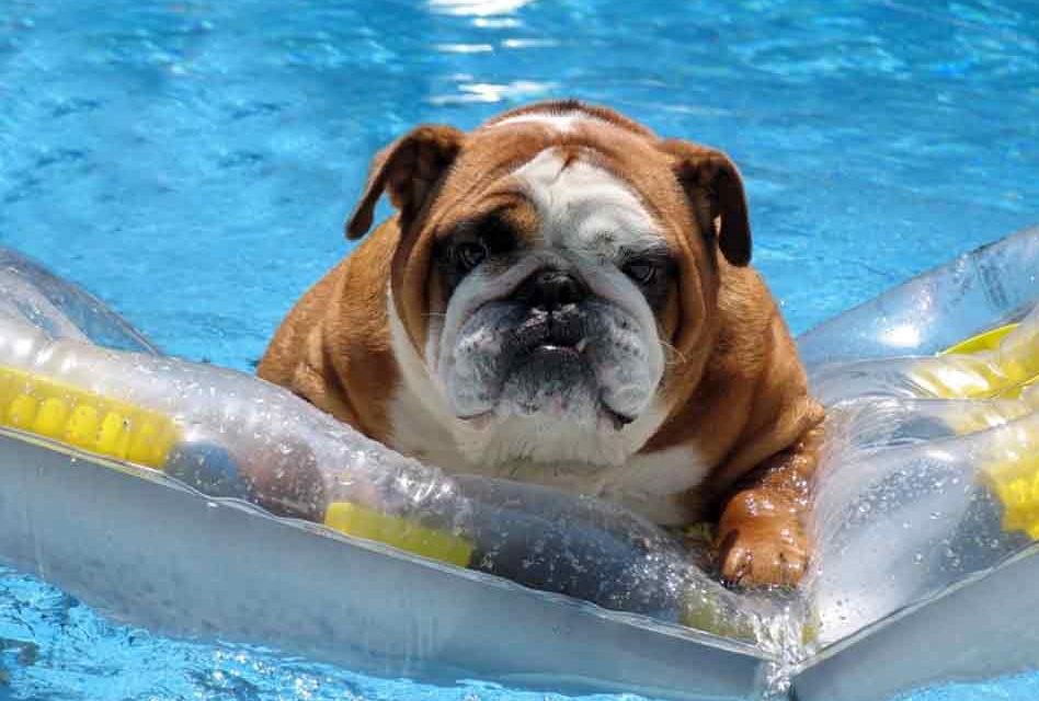 Summer Swimming Pool Care Tips for Dog Owners from Pinch a Penny Pools