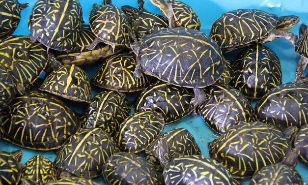 Wildlife trafficking ring arrested for smuggling thousands of turtles, turtles returned to wild