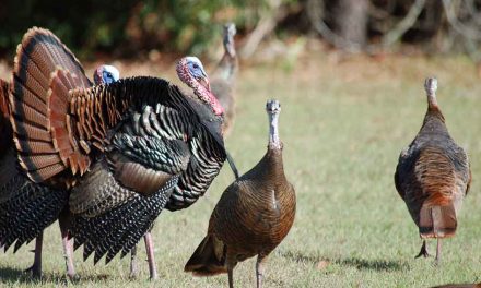 How about trying wild turkey for Thanksgiving dinner?