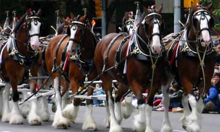 Come see the Budweiser Clydesdales in Kissimmee, St. Cloud Jan. 1-2