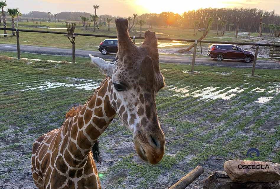 It’s Time to Name the Wild Florida Safari Park Giraffe! Submit the name you like and win!