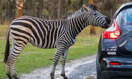 Come see Wild Florida’s Drive-Thru Safari Park for a reduced price!