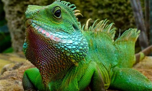 Falling Iguana alert in Florida? Here comes the cold again!