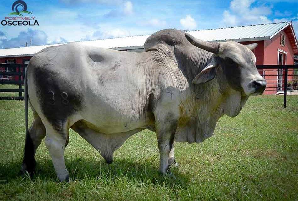 Osceola’s cattle industry heritage: around for a century, and still changing