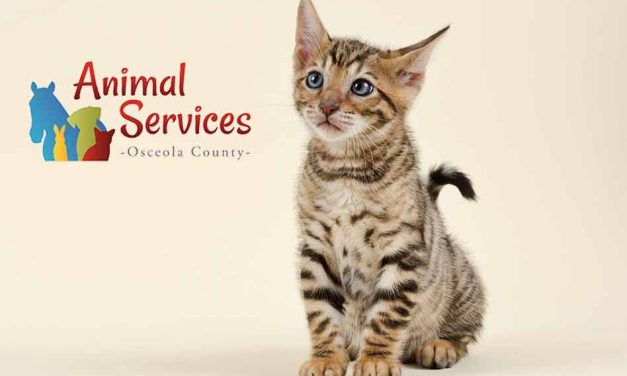 Adopt a cat or dog this week from Osceola County Animal Services for just $20!