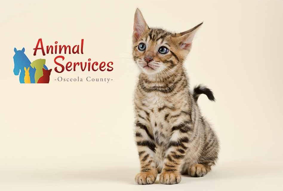 Adopt a cat or dog this week from Osceola County Animal Services for just $20!