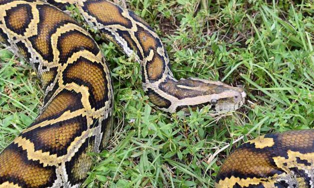 2020 Florida Python Bowl nets 80 snakes for cash prizes in Everglades