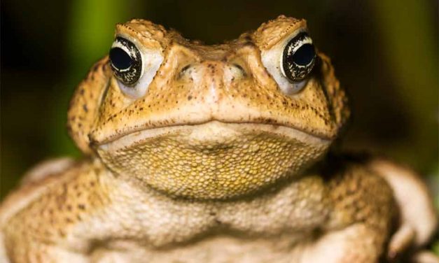 Invasive toxic cane toads pose a risk to your pets — so watch the lawn