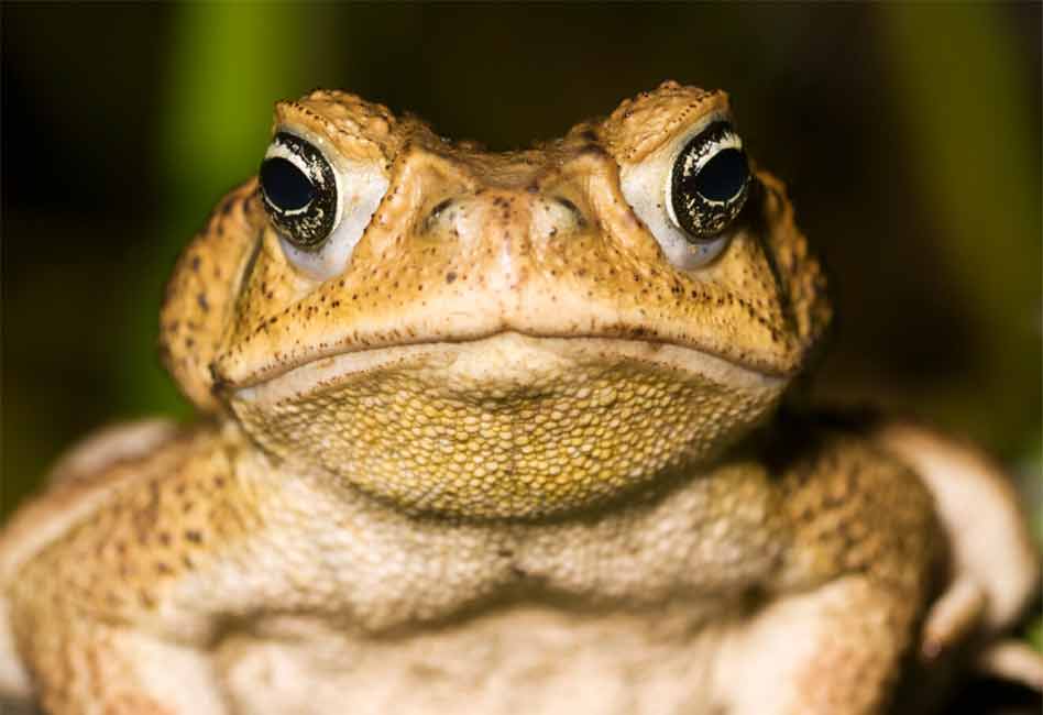 Invasive toxic cane toads pose a risk to your pets so watch the lawn