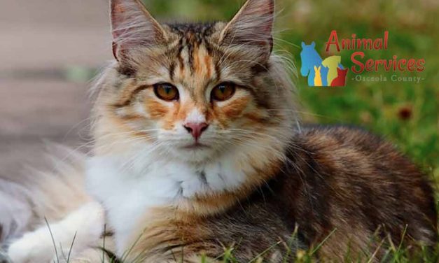 Free Osceola County workshop: How to help cats in your community