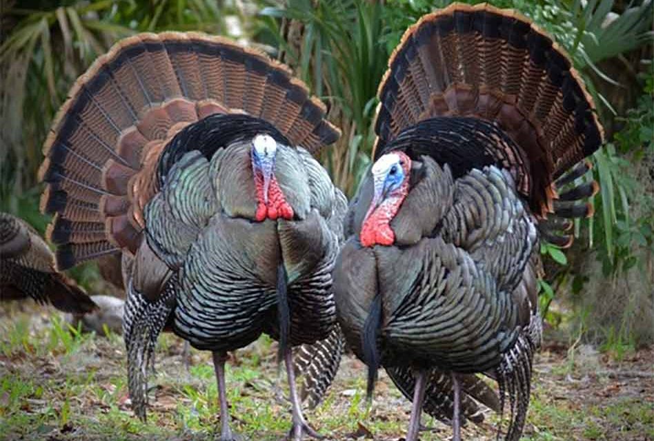 Spring wild turkey season is almost here…  we have eight great resources to help you get ready!