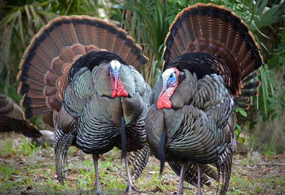 Spring wild turkey season is almost here... we have eight great