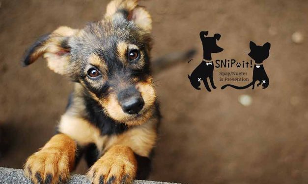 SNiP-It Spay/Neuter Clinic in need of volunteers and donations of time