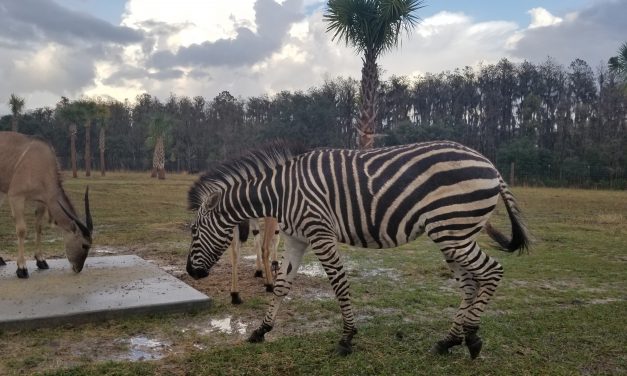 Wild Florida’s Drive-through safari open, but rest will close Monday due to COVID-19