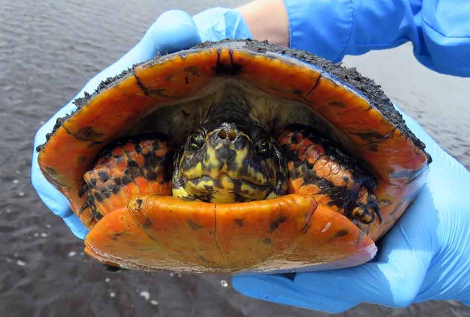 Florida freshwater turtles continue to die off due to virus, FWC needs public’s help