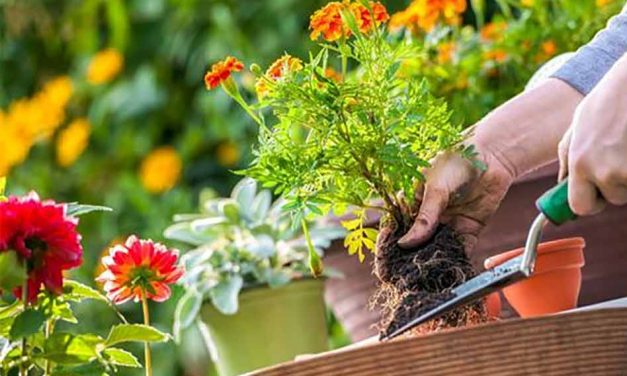 On National Gardening Day, liven up that house you’re staying at with plants and flowers, fruits and veggies