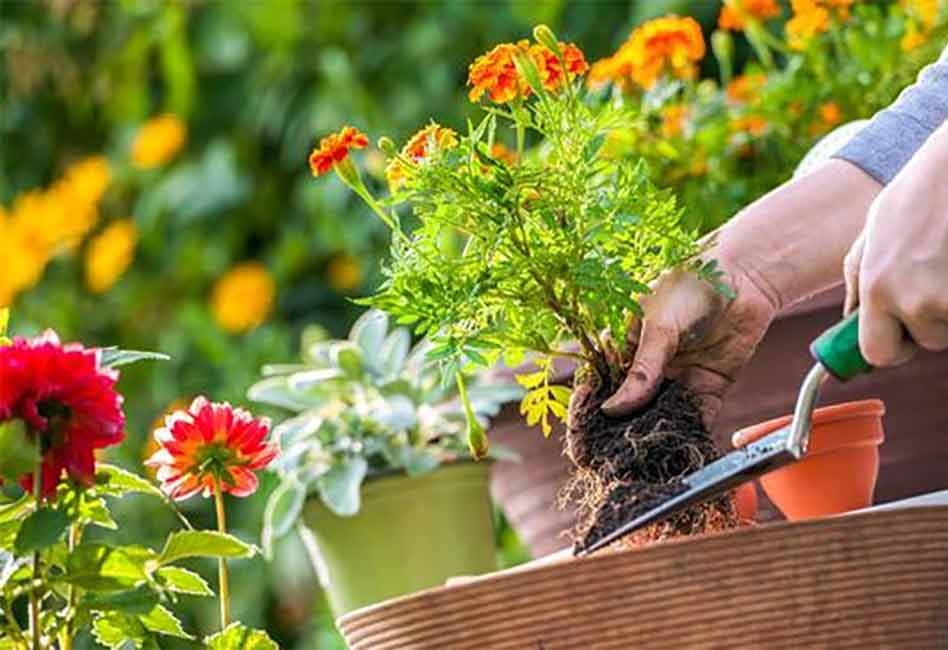 On National Gardening Day, liven up that house you're staying at with plants and flowers, fruits