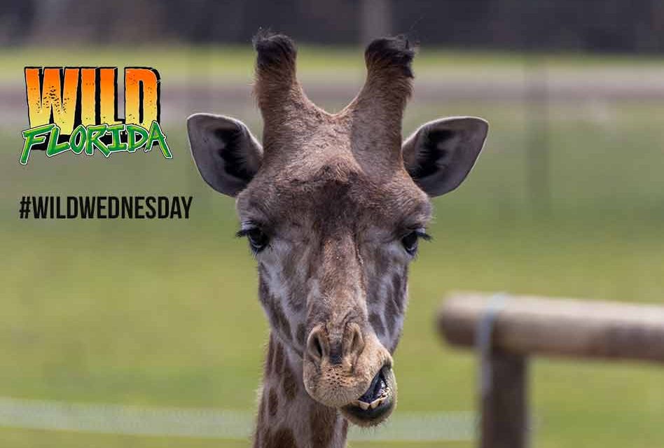 Wild Florida is making our Wednesdays Wild again with an amazing “Wild” listening Adventure!