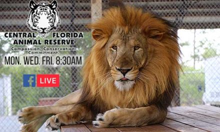 Central Florida Animal Reserve launches mini-educational video series featuring Tigers, Lions, Leopards, and Cougars!