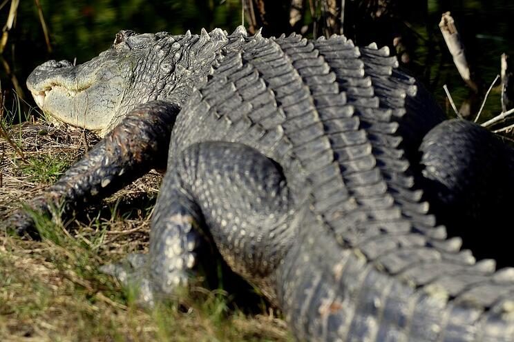 Celebrate Gator Week with Wild Florida June 8-13; see which front-line workers can get in FREE!