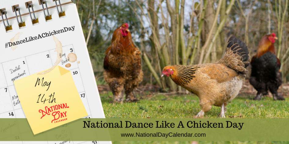 Shake your tailfeather — May 14th is National Dance Like a Chicken Day!