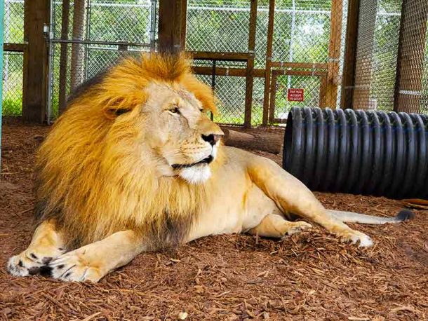 Central Florida Animal Reserve brings big cats to fans with online mini ...