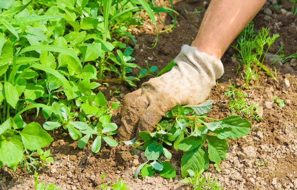 June 13 is National Weed Your Garden Day, so put on some gloves and get pullin’!