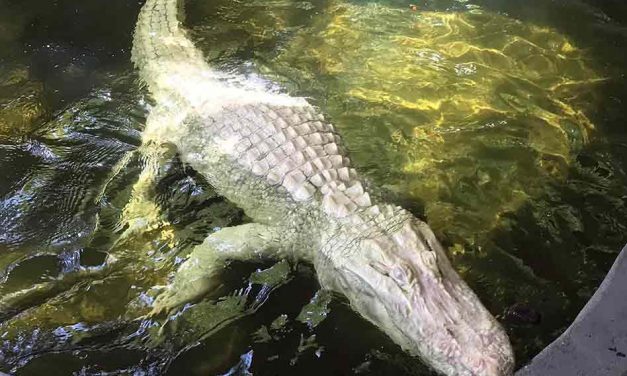 Wild Florida starts Gator Week with rare albino eggs; what’s next this week?