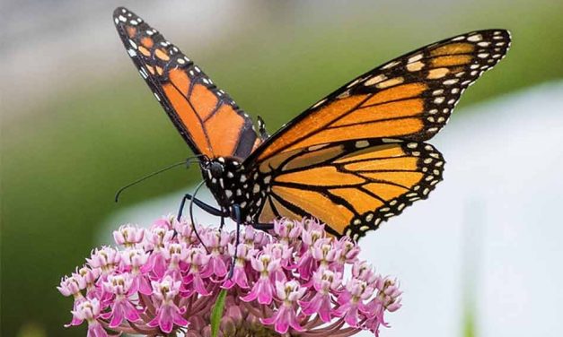 Monarch Butterflies Are Migrating… Have You Seen Them in Florida?