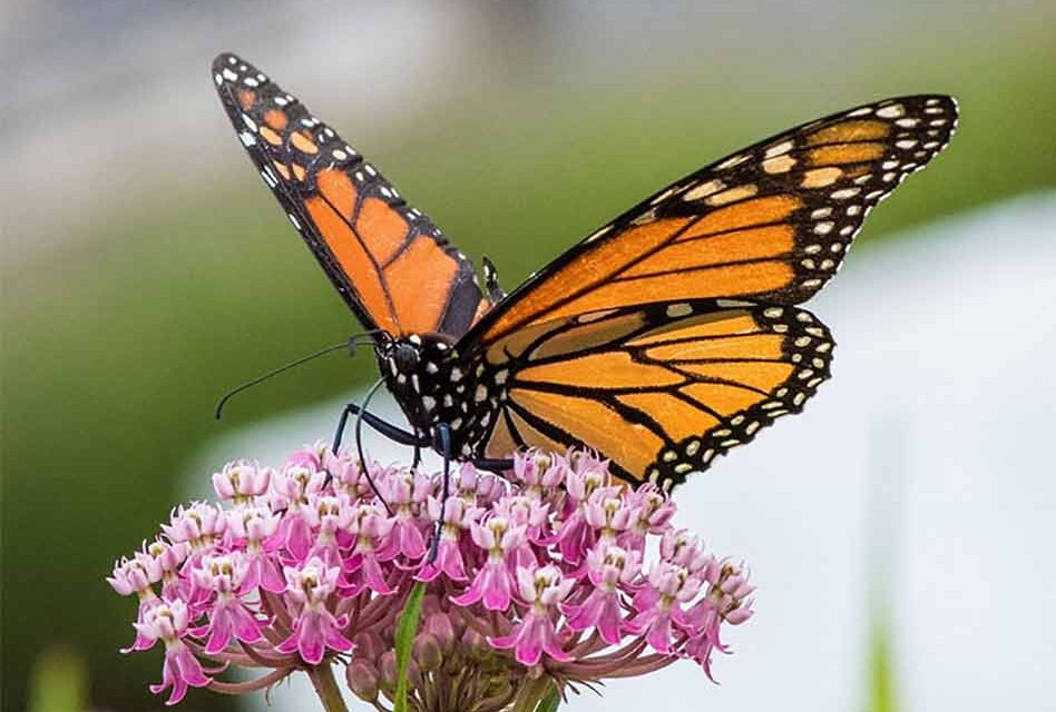 Monarch Butterflies Are Migrating… Have You Seen Them in Florida?