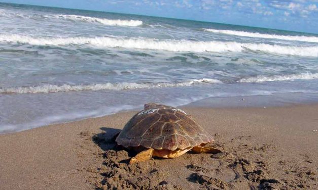 It’s Sea Turtle nesting season, and they need our help at the beach