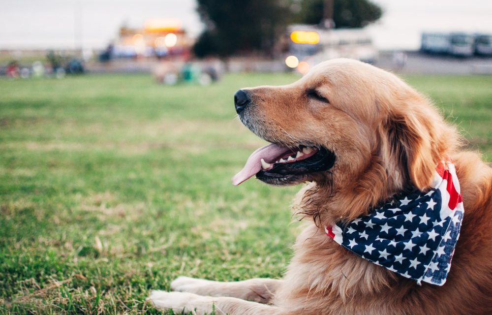 Safety around fireworks includes you and your dogs