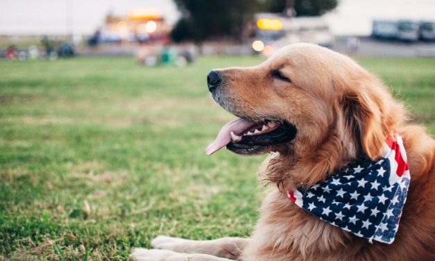 Safety around fireworks includes you and your dogs
