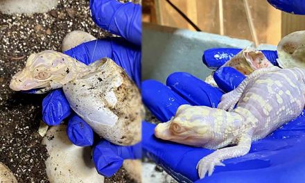Four baby albino alligators hatch at Wild Florida, first attraction in the world to succeed in hatching albino gators