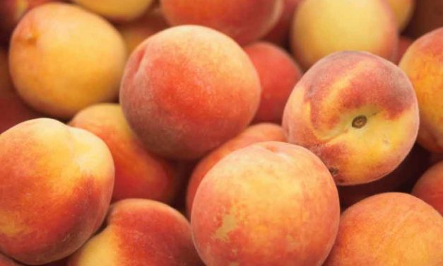 Peaches sold at Aldi, Target, Walmart, and Kroger have been recalled after Salmonella outbreak