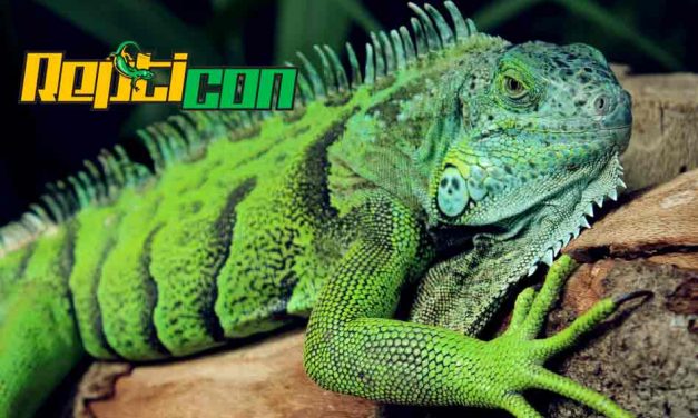 Repticon returns to Osceola Heritage Park in Kissimmee for two days in September!