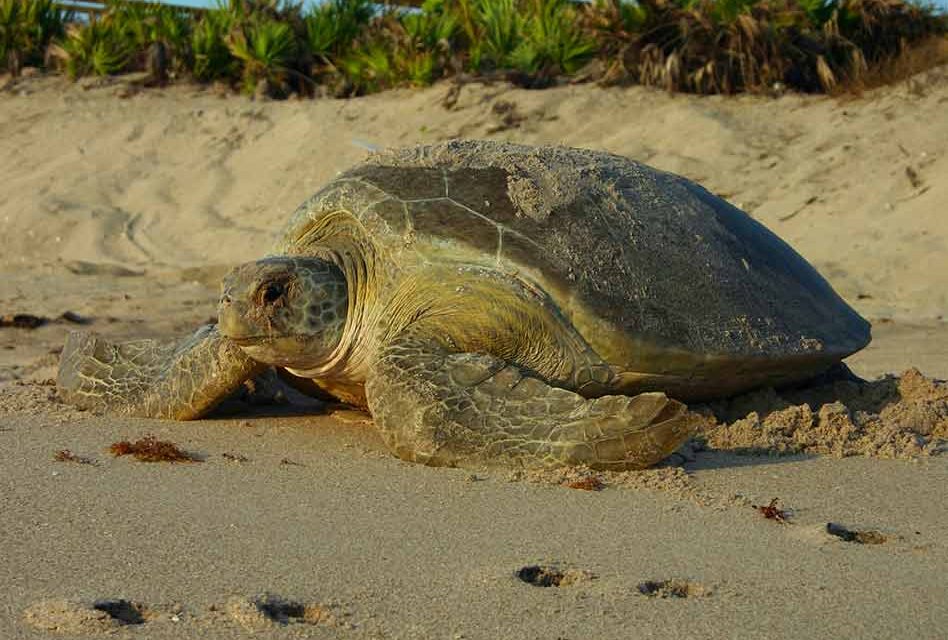 Help sea turtles survive during nesting season:  FWC offers tips on helping hatchlings