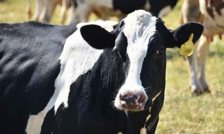 Will artificial intelligence technology change the dairy industry