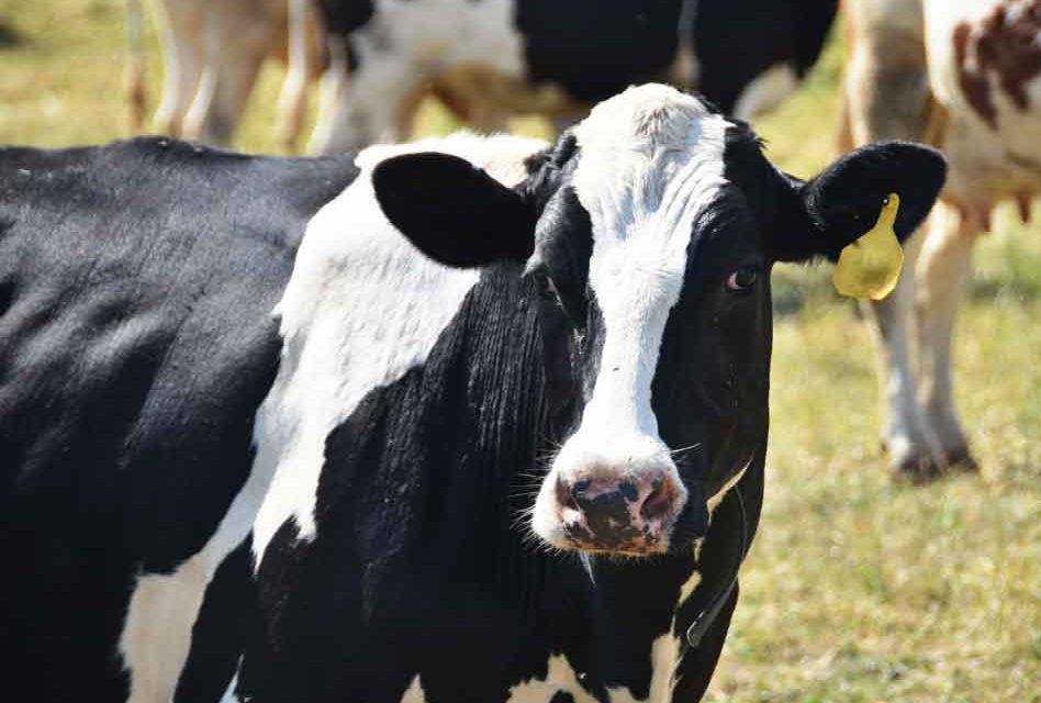 Will artificial intelligence technology change the dairy industry