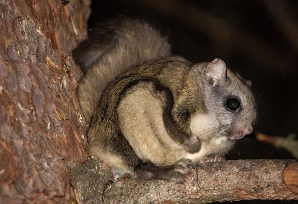 Seven Arrested In Smuggling Ring That Funneled Thousands Of Florida Flying Squirrels Into South Korea