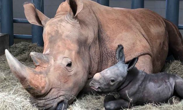 Disney’s white Rhino Kendi gives birth to a beautiful bouncing 140 lb. boy